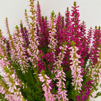Calluna 'Trio', bunt, Mix nach Verfügbarkeit, Topf-Ø 10,5/11 cm, 6 Pflanzen Calluna 'Trio', bunt, Mix nach Verfügbarkeit, Topf-Ø 10,5/11 cm, 6 Pflanzen