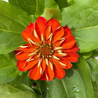 Zinnie, Farbe nach Verfügbarkeit, Topf-Ø 12 cm, 6 Pflanzen