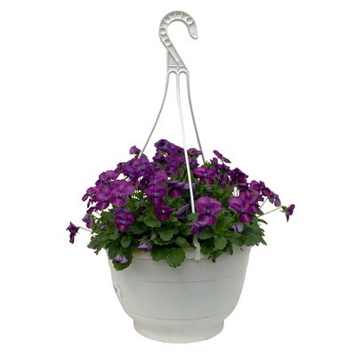 Hornveilchen im Ampeltopf, Farbe zufällig, Ampel-Ø ca. 27 cm