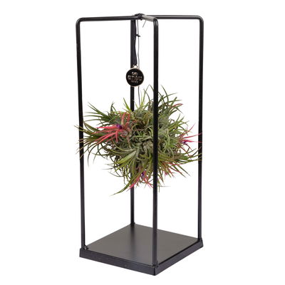 Tillandsia 'Magic Ball' in eckigem Metallgestell, 17cm Ø