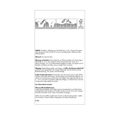 XXL Peruanische Lilie (Ismene Festalis) weiß, 4 Blumenzwiebeln