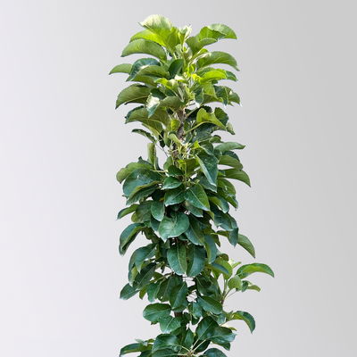 Kölle Bio Säulenapfel 'Sonate'Ⓢ, Unterlage MM 111, Topf 10 Liter