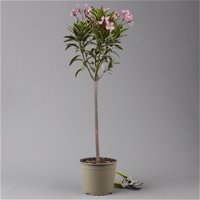 Oleander, Farbe zufällig, Stamm, Topf-Ø 18 cm, Höhe ca. 70