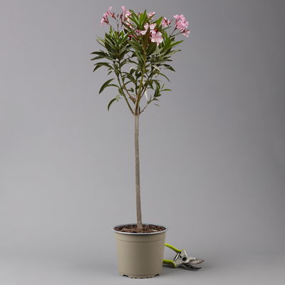 Oleander, Farbe zufällig, Stamm, Topf-Ø 18 cm, Höhe ca. 70