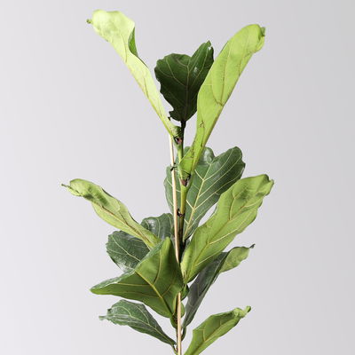 Geigenfeige in Keramiktopf Dallas weiß, Topf-Ø 17 cm, Höhe ca. 45-65 cm