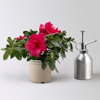 Azalee 'Vogel' Mix, gefüllt, Topf-Ø 11 cm, Höhe ca. 20 cm, 8 Pflanzen Azalee 'Vogel' Mix, gefüllt, Topf-Ø 11 cm, Höhe ca. 20 cm, 8 Pflanzen