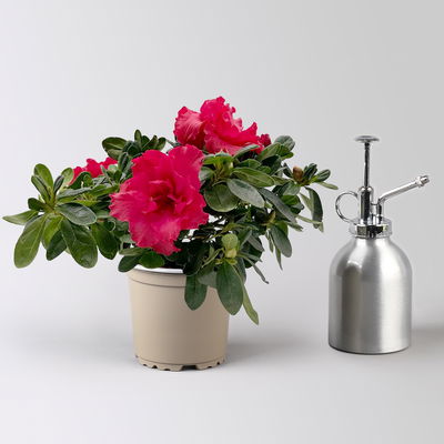 Azalee 'Vogel' Mix, gefüllt, Topf-Ø 11 cm, Höhe ca. 20 cm, 8 Pflanzen Azalee 'Vogel' Mix, gefüllt, Topf-Ø 11 cm, Höhe ca. 20 cm, 8 Pflanzen