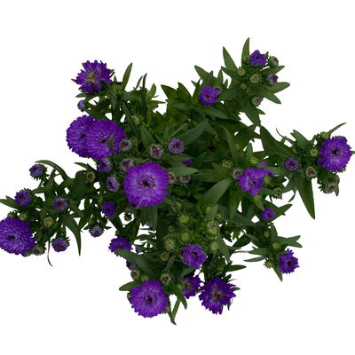 Aster novi-belgii, blau gefüllt, Topf-Ø 12 cm, 6 Pflanzen Aster novi-belgii, blau gefüllt, Topf-Ø 12 cm, 6 Pflanzen