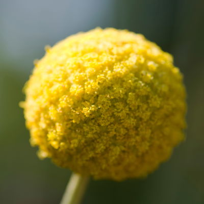 Craspedia & Eukalyptus Duo, gelb & blaugrün, Topf-Ø 27 cm Craspedia & Eukalyptus Duo, gelb & blaugrün, Topf-Ø 27 cm