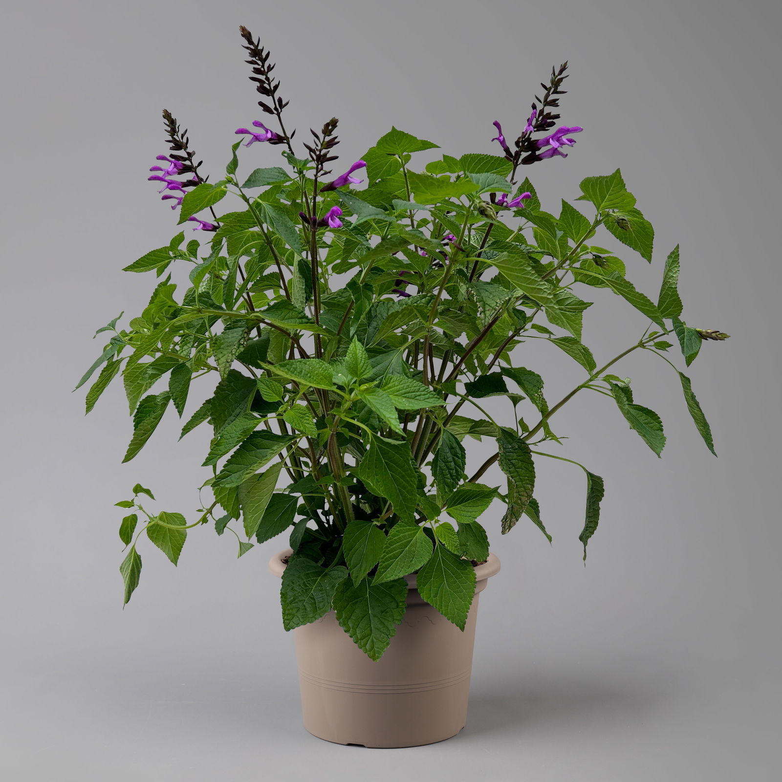 Pfirsichsalbei lila, Topf-Ø 21 cm, Höhe ca. 40 cm