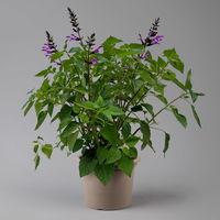 Pfirsichsalbei lila, Topf-Ø 21 cm, Höhe ca. 40 cm
