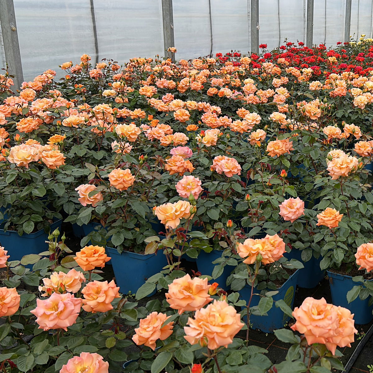 Beetrose 'Westzeit®', orange-aprikot bis rosa, Topf 5 Liter