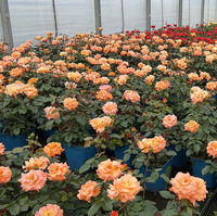 Beetrose 'Westzeit®', orange-aprikot bis rosa, Topf 5 Liter