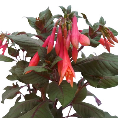 Fuchsie 'Koralle', orangerot, Topf-Ø 17 cm, 2 Pflanzen