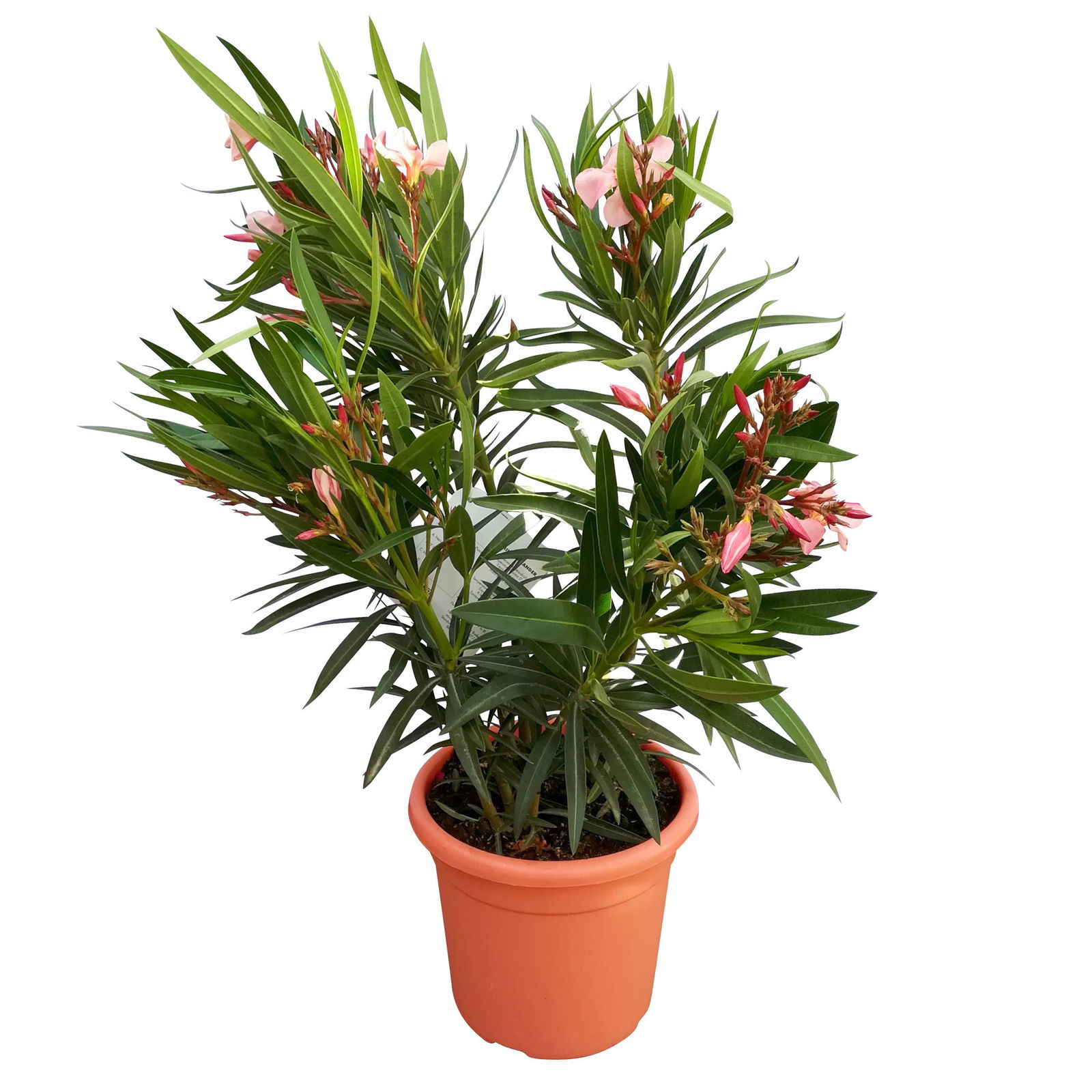 Oleander rosa, Busch, Topf-Ø 18 cm, Höhe ca. 50 cm
