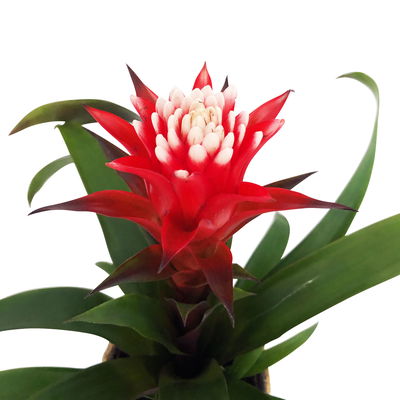 Guzmania 'Hope' rot-weiß, Topf-Ø 13 cm, mit Korb Maki, Höhe ca. 45 cm