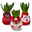 Hyazinthe in Wachs mit Weihnachtssocke, Blüte & Socke zufällig, bunt, 4er-Set Hyazinthe in Wachs mit Weihnachtssocke, Blüte & Socke zufällig, bunt, 4er-Set