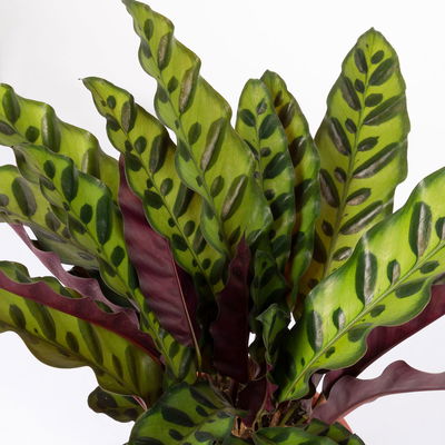 Calathea, Topf-Ø 14 cm, Höhe ca. 30-50cm, 2 Pflanzen