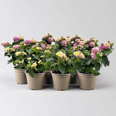 Wandelröschen lila, Topf-Ø 12 cm, 6 Pflanzen