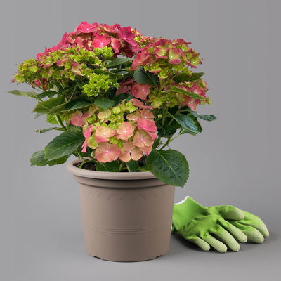 Kölle Gartenhortensie Ball rot, 4/5 Liter Topf Kölle Gartenhortensie Ball rot, 4/5 Liter Topf