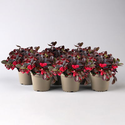 Scheinbeere rot gefärbt, Topf-Ø 13 cm, 6er-Set Scheinbeere rot gefärbt, Topf-Ø 13 cm, 6er-Set