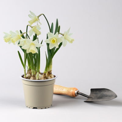 Pflanzenkreation Frühlingsgruß, 9 Pflanzen inkl. Erde & Dünger Pflanzenkreation Frühlingsgruß, 9 Pflanzen inkl. Erde & Dünger