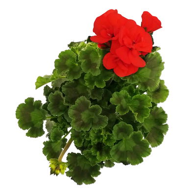 Geranie orangerot, Topf-Ø 13cm, 6 Stück Geranie orangerot, Topf-Ø 13cm, 6 Stück