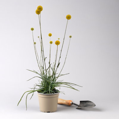 Pflanzenkreation Trockenzauberer, groß, 6 Pflanzen inkl. Erde und Dünger
