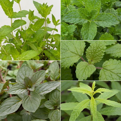 Bio Kräuter-Set 'Heiß & Kalt', 5 Pflanzen, Topf-Ø 12cm Bio Kräuter-Set 'Heiß & Kalt', 5 Pflanzen, Topf-Ø 12cm