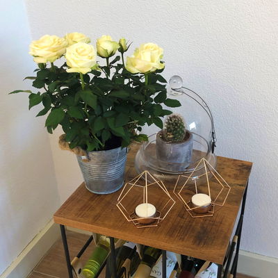 Rose 'Pearl Kordana® Grande', reinweiß, Topf-Ø 10,5 cm, 3 Pflanzen