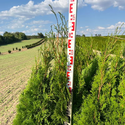 Thuja occidentalis 'Smaragd', Höhe 125 - 150 cm, mit Ballen, 10 Stück
