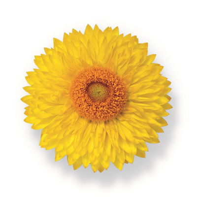 Strohblume gelb, Topf- Ø 12 cm, 6 Stück