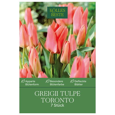 Greigii Tulpen Toronto rosa, 7 Blumenzwiebeln