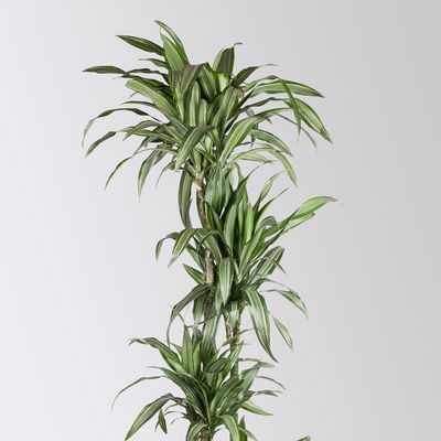 Duftender Drachenbaum 'Ulises', Topf-Ø 27 cm, Höhe ca. 170 cm Duftender Drachenbaum 'Ulises', Topf-Ø 27 cm, Höhe ca. 170 cm