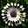 Kapkörbchen löffelblütig weiß, Topf-Ø 12 cm, 6er-Set