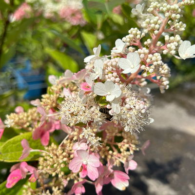 Rispenhortensie 'Pinky Winky'® DVP PinkyⓈ, Höhe ca. 30-40 cm, Topf 5 Liter Rispenhortensie 'Pinky Winky'® DVP PinkyⓈ, Höhe ca. 30-40 cm, Topf 5 Liter