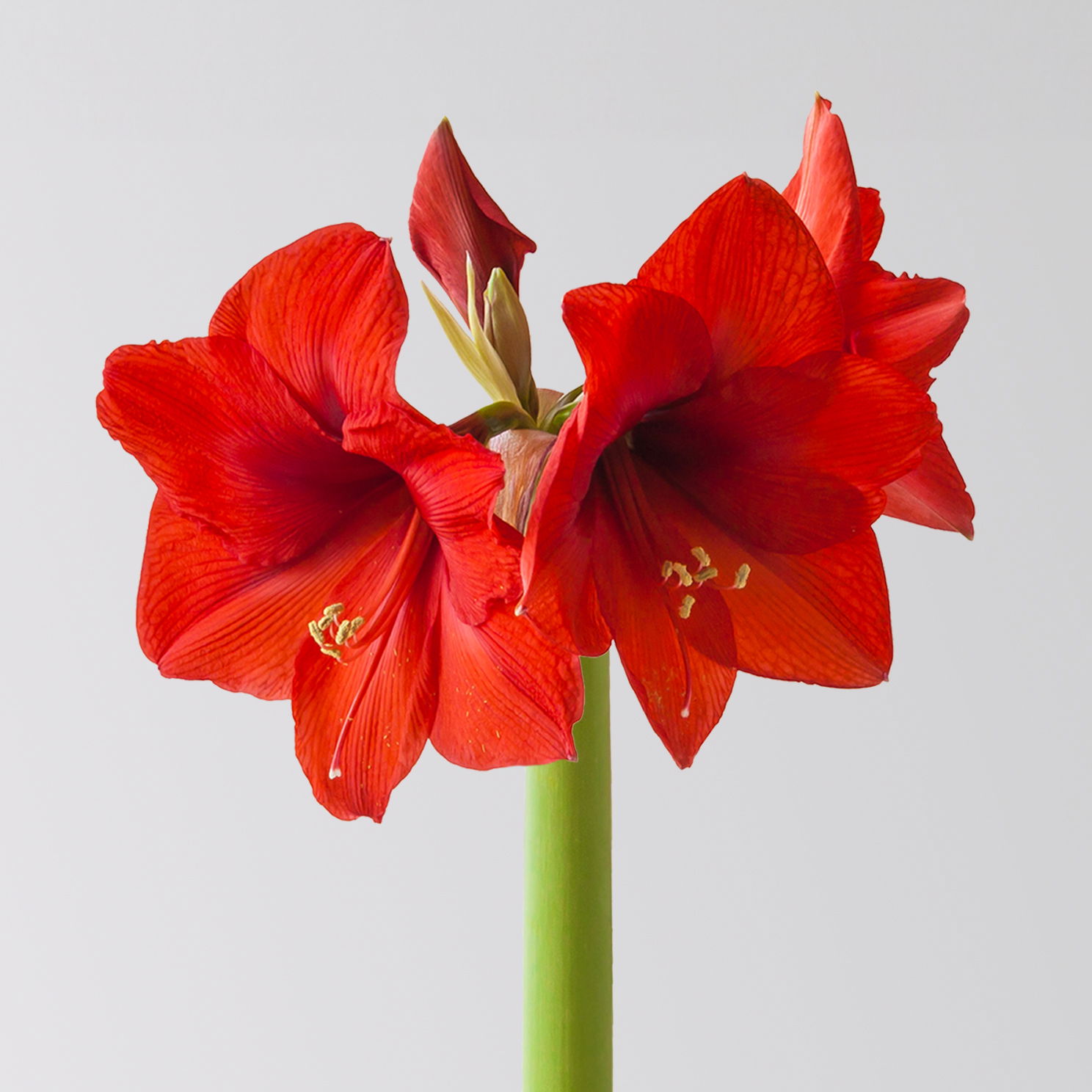 Gewachste XL-Amaryllis- Zwiebel, rote Blüte, handbemalt, Dekor 'Stiefelchen'