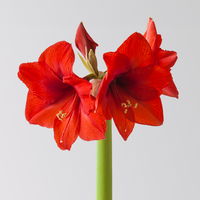 Gewachste XL-Amaryllis- Zwiebel, rote Blüte, handbemalt, Dekor 'Stiefelchen'