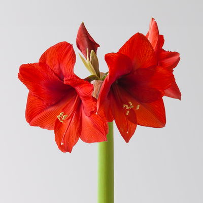 Amaryllis in Wachs, Dekor 'Supreme Mix' nach Verfügbarkeit, Blüte rot