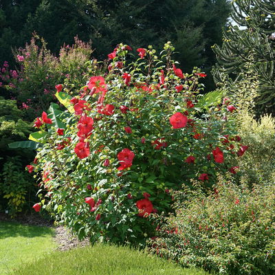 Staudenhibiskus 'My Valentine' rot, Topf 5 Liter