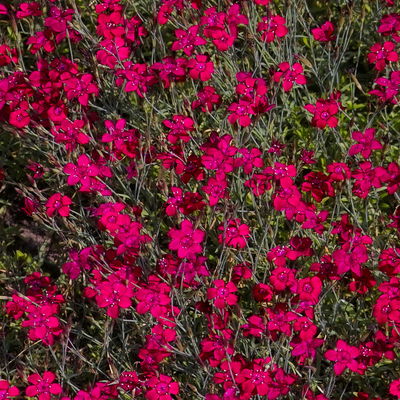 Bio Heidenelke, rot, Topf 11x11 cm, 3 Pflanzen Bio Heidenelke, rot, Topf 11x11 cm, 3 Pflanzen