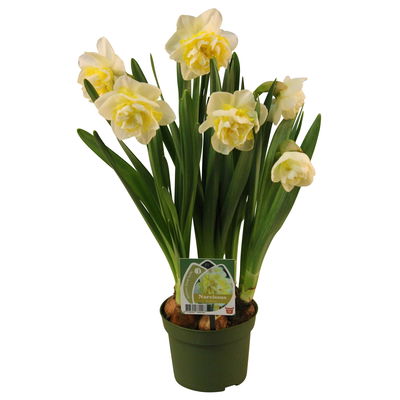 Narzisse 'Double Pam' gelb-weiß, vorgetrieben, Topf-Ø 12 cm, 3 Pflanzen