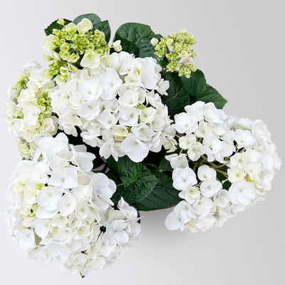 Hortensie Hovaria® 'Holibel' weiß, Topf-Ø 14 cm, Höhe ca. 40 cm