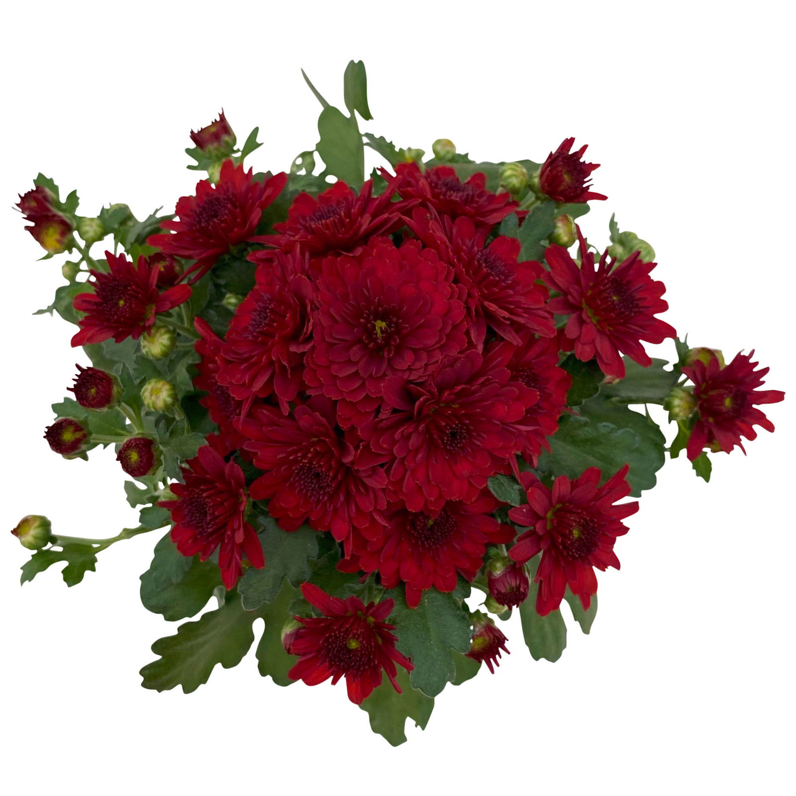 Chrysanthemen rot, Topf-Ø 10,5 cm, 8er-Set