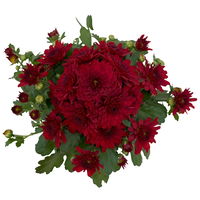 Chrysanthemen rot, Topf-Ø 10,5 cm, 8er-Set