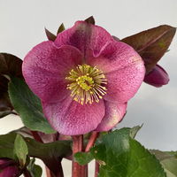 Helleborus 'Charmer', dunkelrosa, Topf-Ø 15 cm