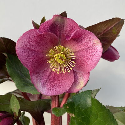 Helleborus 'Charmer', dunkelrosa, Topf-Ø 15 cm Helleborus 'Charmer', dunkelrosa, Topf-Ø 15 cm