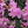 Frühlingsalpenrose 'P. J. Mezitt', 3er-Set, Höhe 30-40 cm, Topf 4 Liter Frühlingsalpenrose 'P. J. Mezitt', 3er-Set, Höhe 30-40 cm, Topf 4 Liter