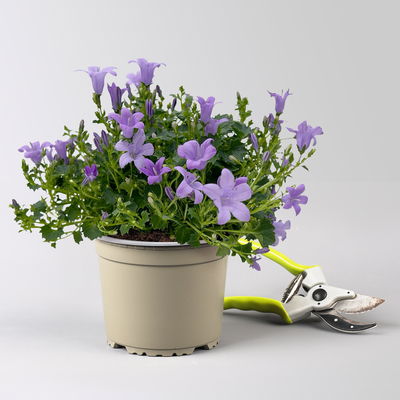 Glockenblume 'Ambella® Lavender' hellviolett, Topf-Ø 15 cm, 3er-Set
