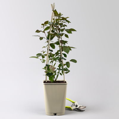 Kölles Beste Beetrose 'Bordeaux®', weinrot, Topf 5 Liter, 4 Pflanzen